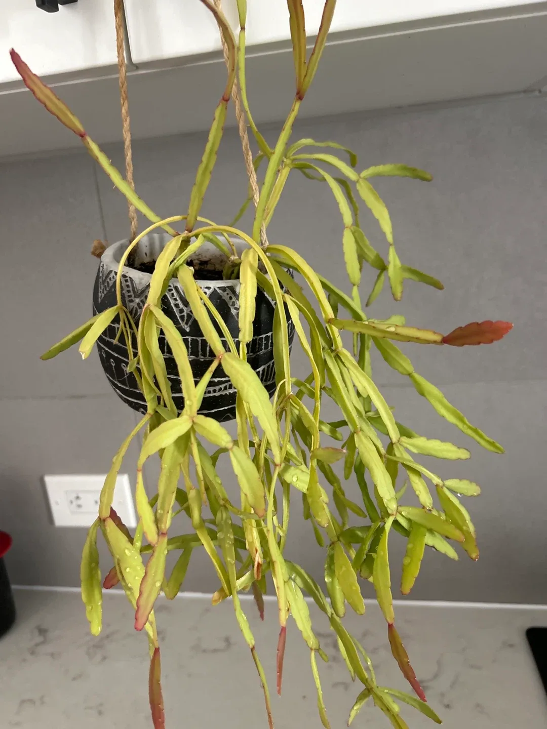 Hanging Cactus Plants (cat friendly) 🧡 – $3 each image indicator(3)