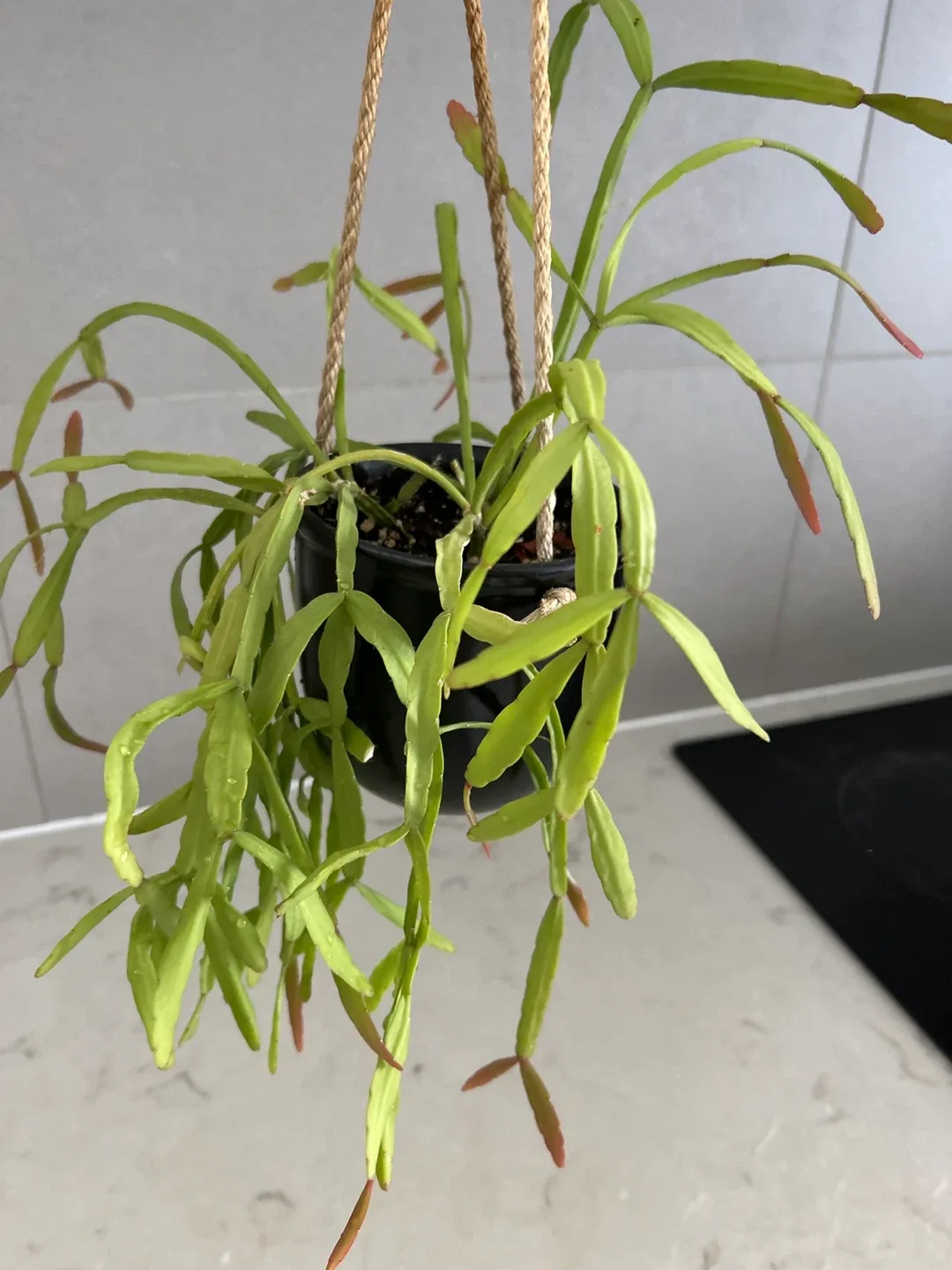 Hanging Cactus Plants (cat friendly) 🧡 – $3 each image indicator(5)