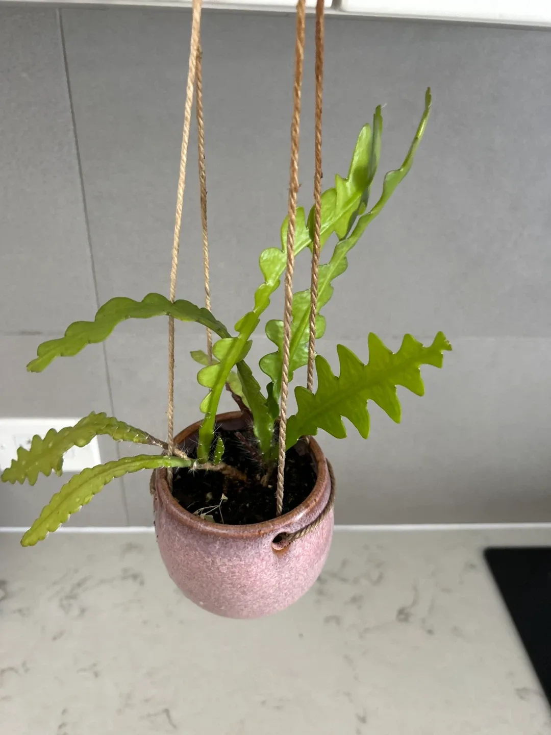 Hanging Cactus Plants (cat friendly) 🧡 – $3 each image indicator(7)