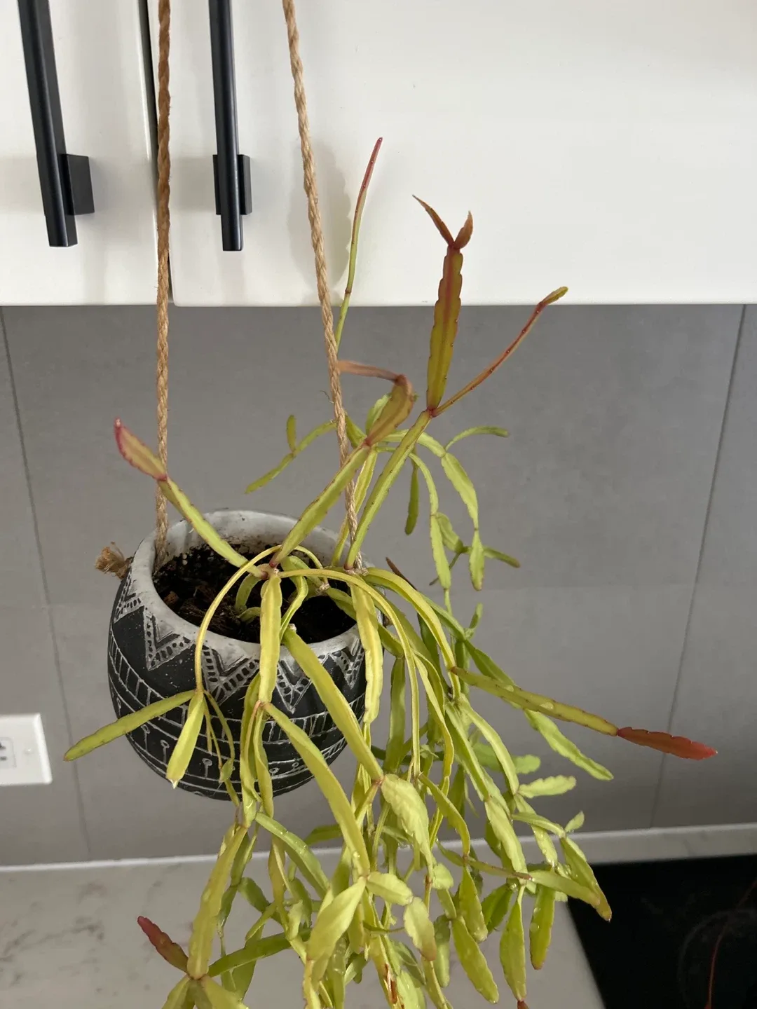 Hanging Cactus Plants (cat friendly) 🧡 – $3 each image indicator(4)