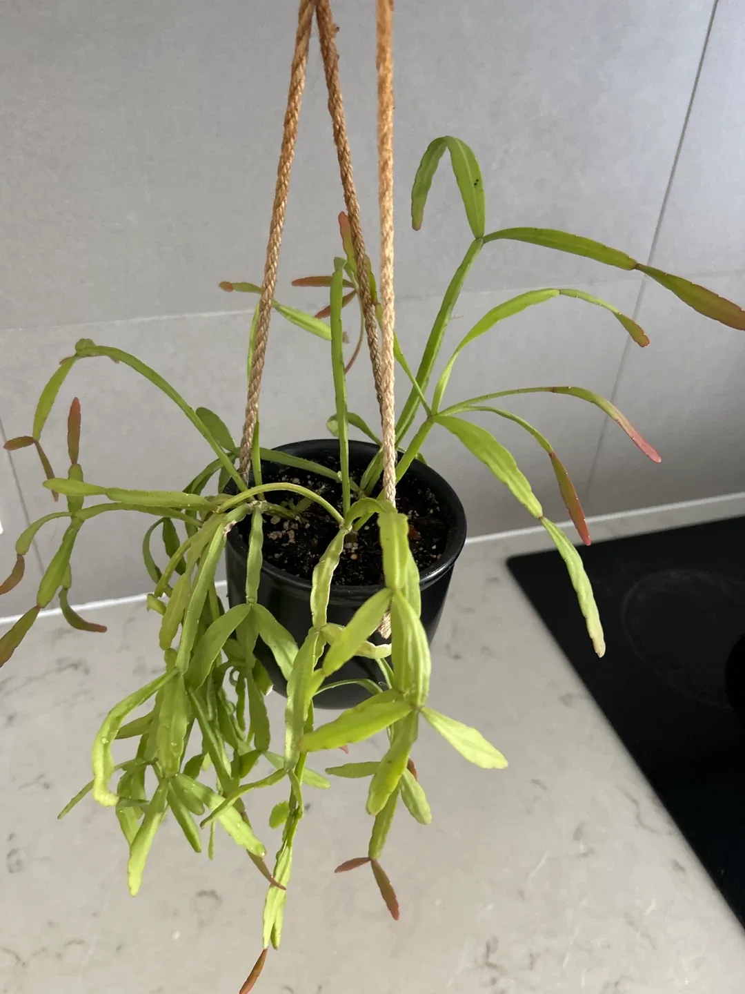 Hanging Cactus Plants (cat friendly) 🧡 – $3 each image indicator(6)