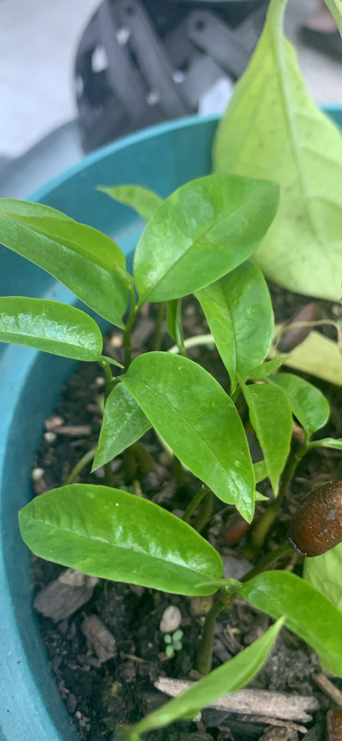 Soursop Seedling - photo 2