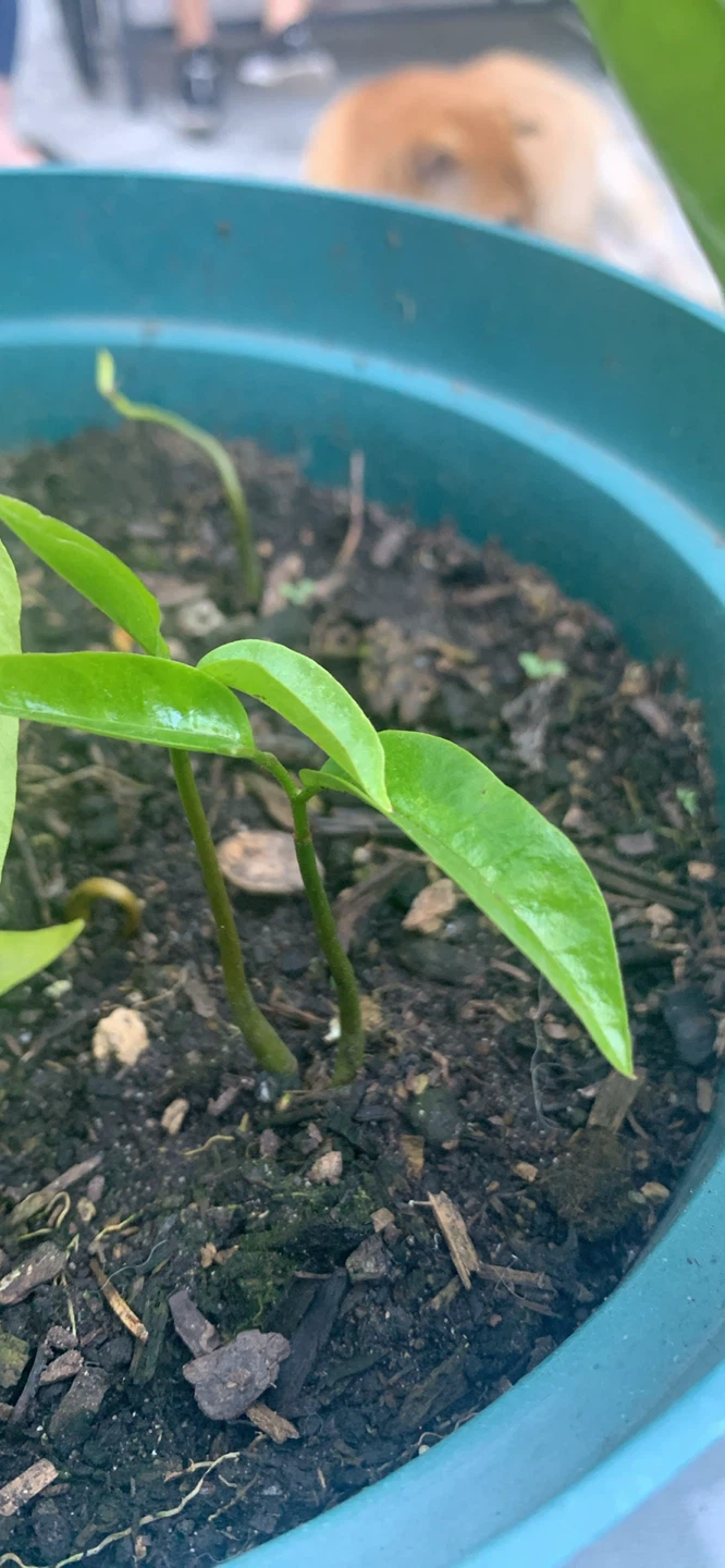 Soursop Seedling - photo 3