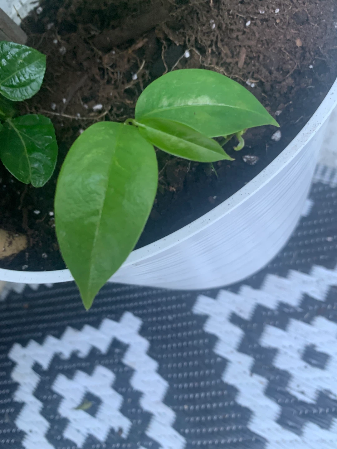 Soursop Seedling