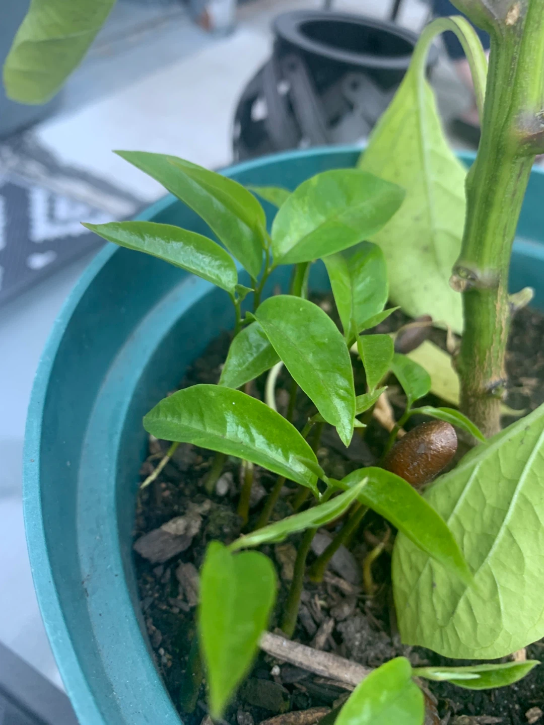 Soursop Seedling - photo 4