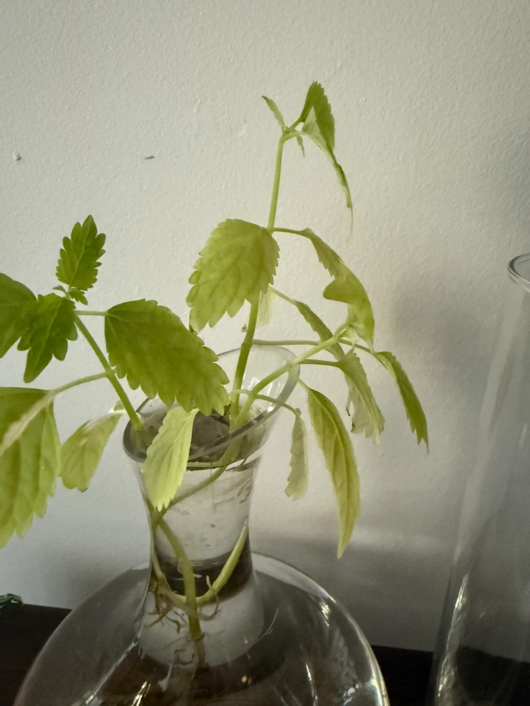 Plant cutting in glass vase image indicator(3)