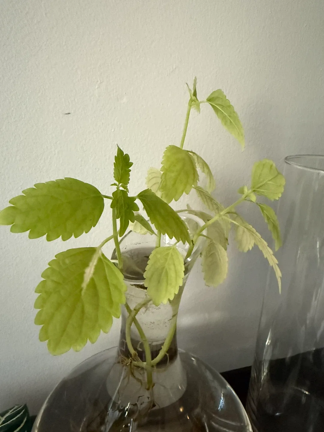 Plant cutting in glass vase image indicator(4)