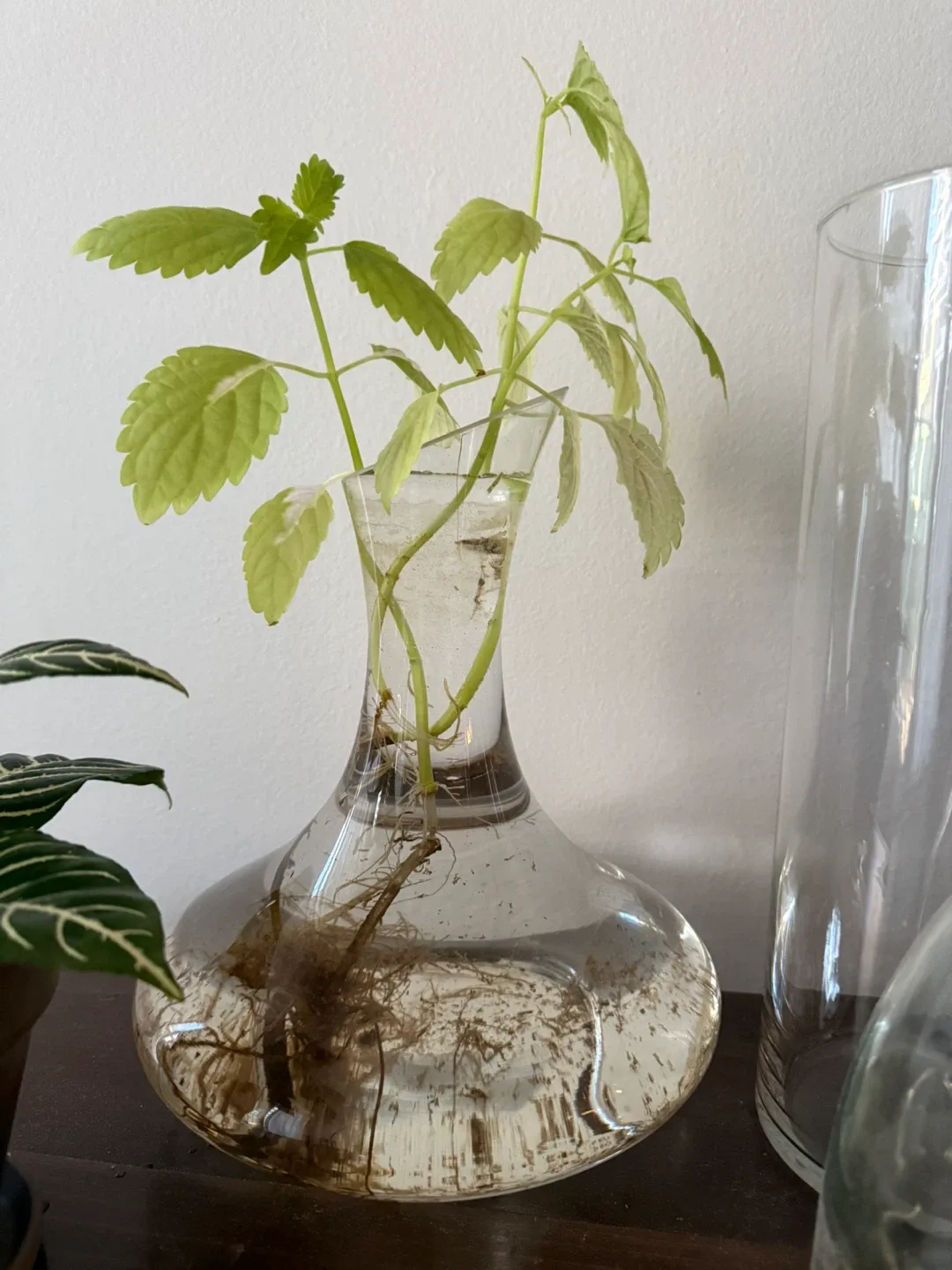 Plant cutting in glass vase image indicator(2)