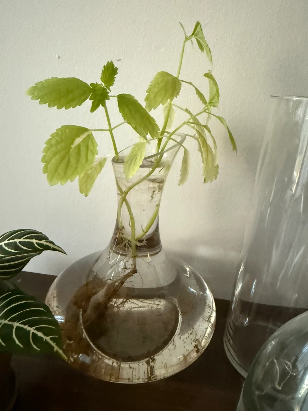 Plant cutting in glass vase image indicator(5)