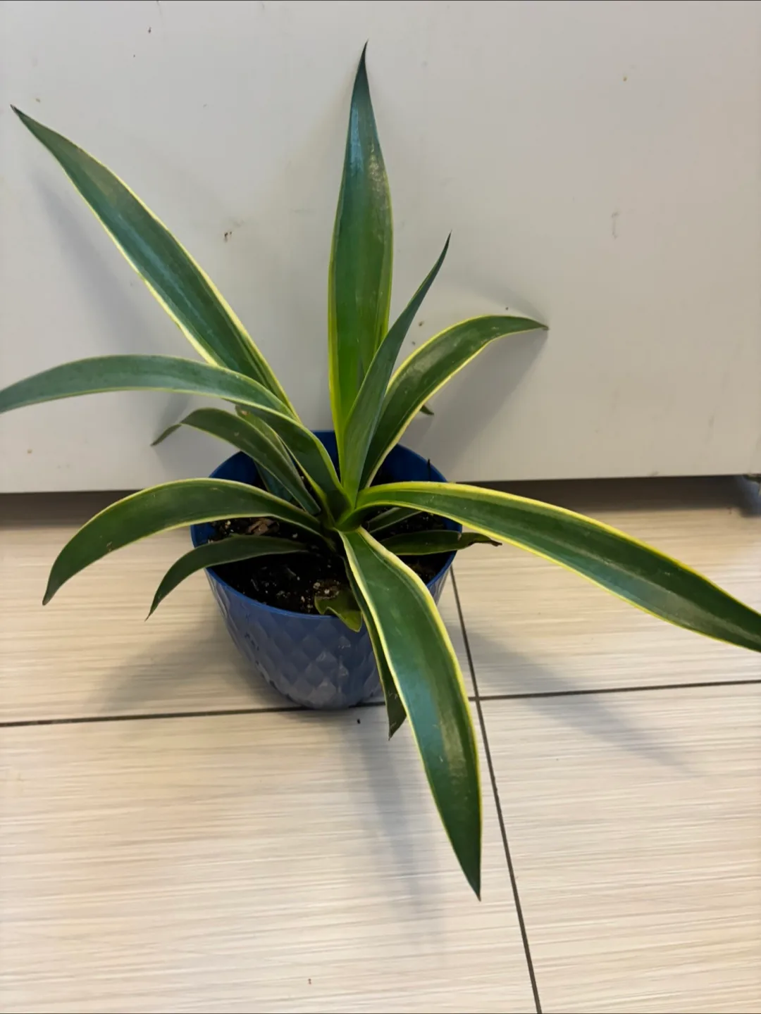 Snake Plant in Blue Pot thumbnail