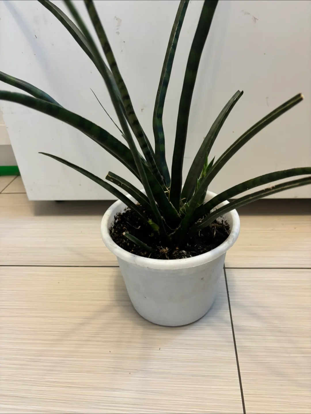 Snake Plant in White Pot image indicator(2)