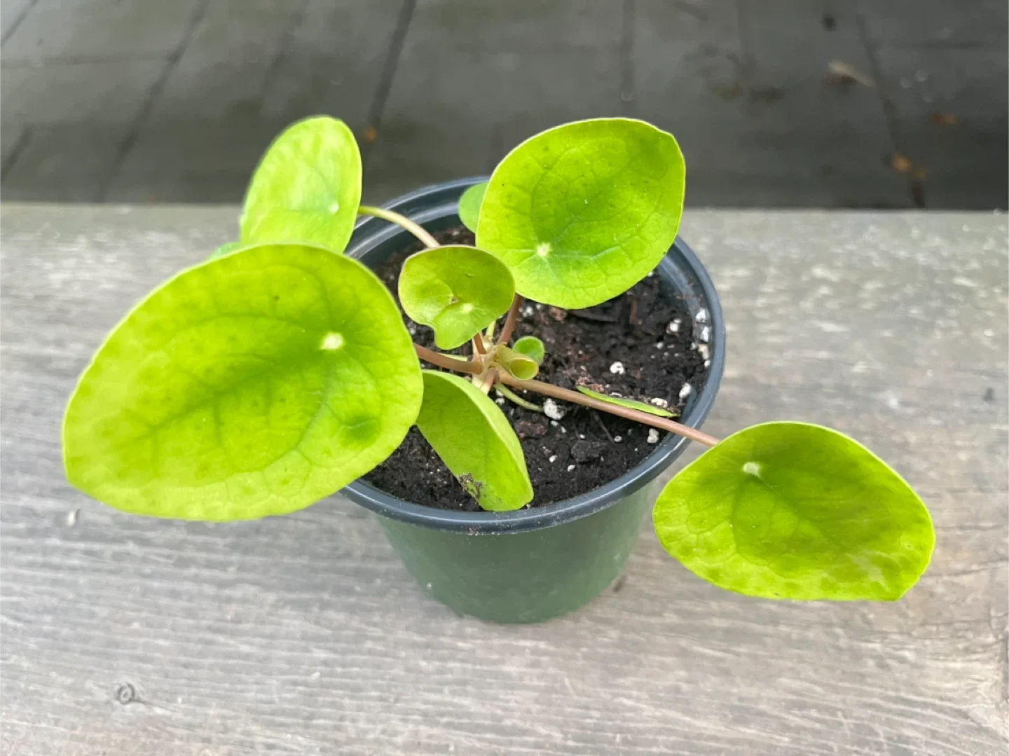 Pilea peperomioides Plant thumbnail