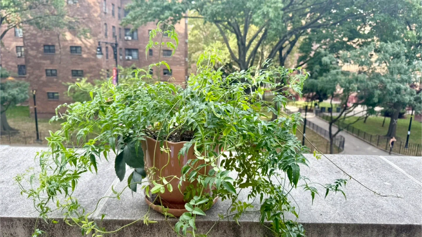Potted Jasmine Plant thumbnail