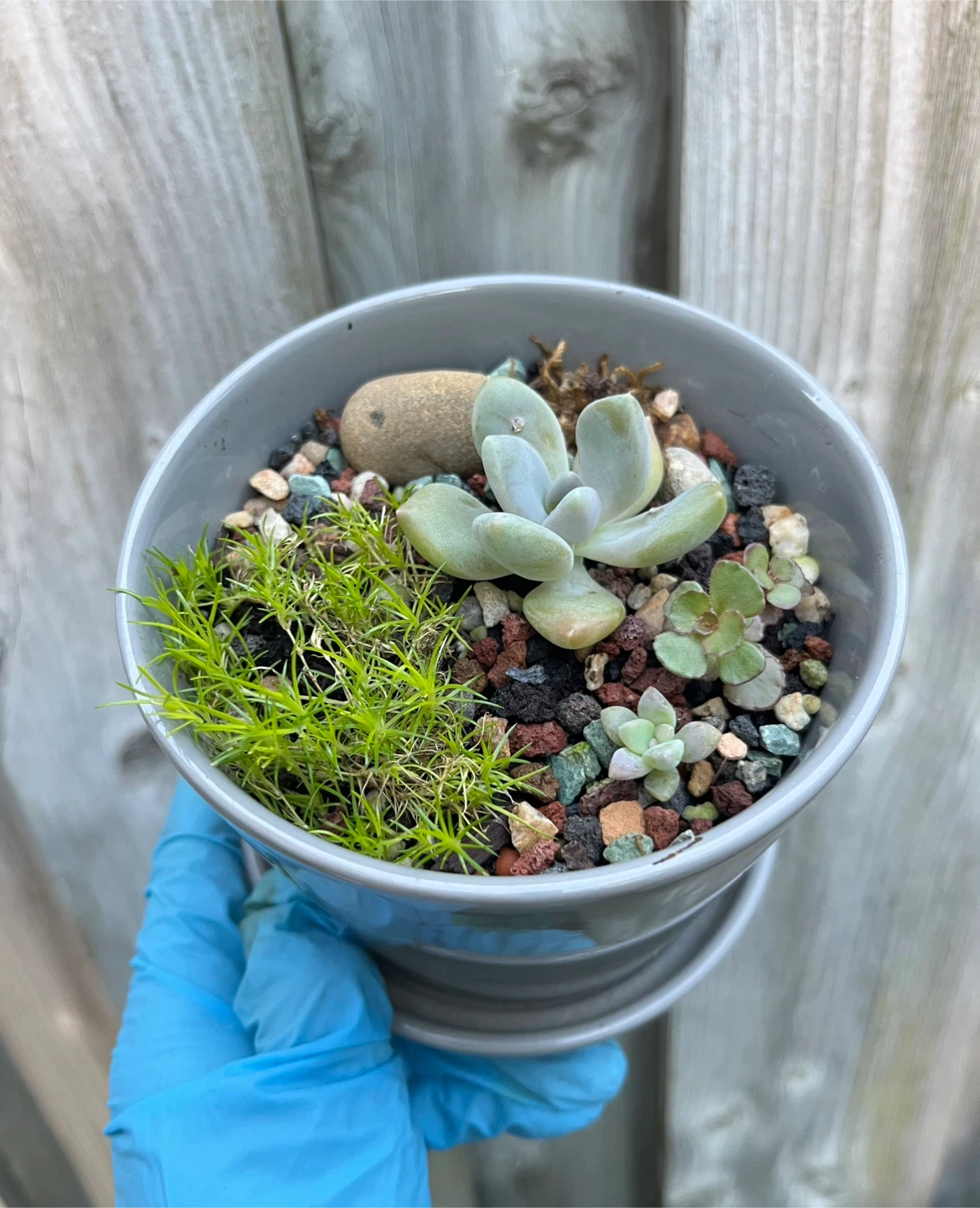 Succulent Arrangement in Grey Ceramic Pot