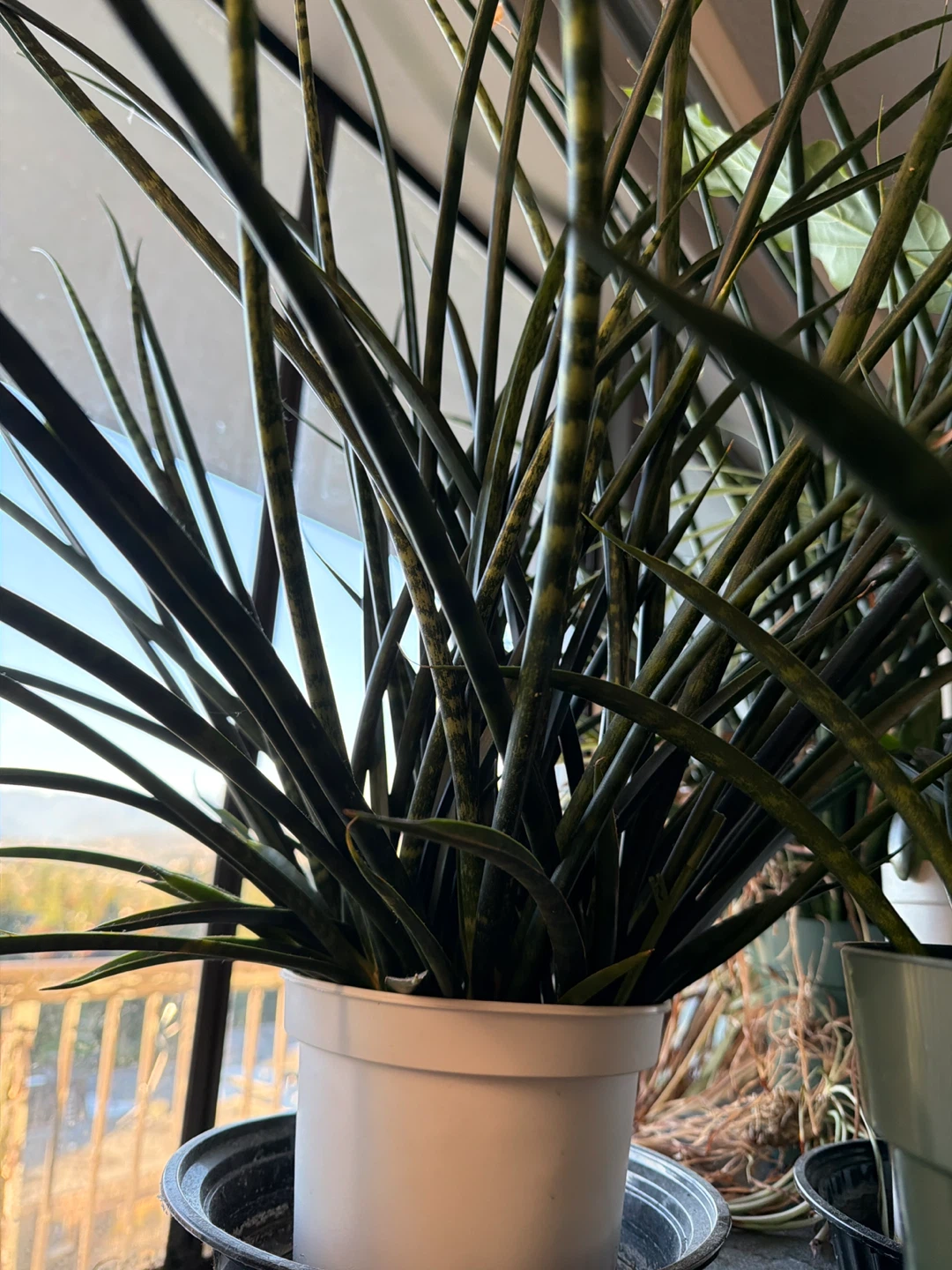 Sansevieria Cylindrica in a Pot 🧡