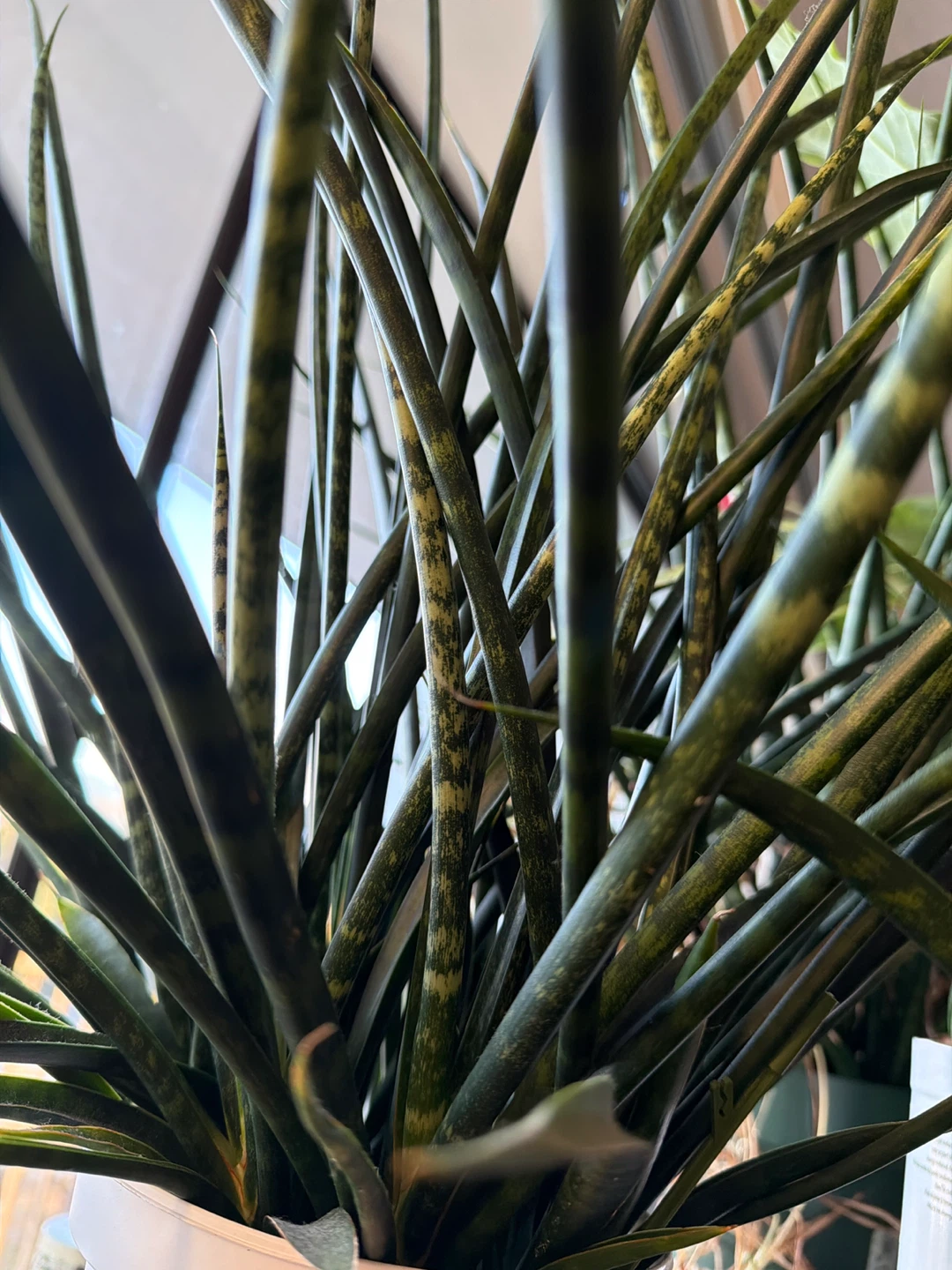 Sansevieria Cylindrica in a Pot 🧡 - photo 2