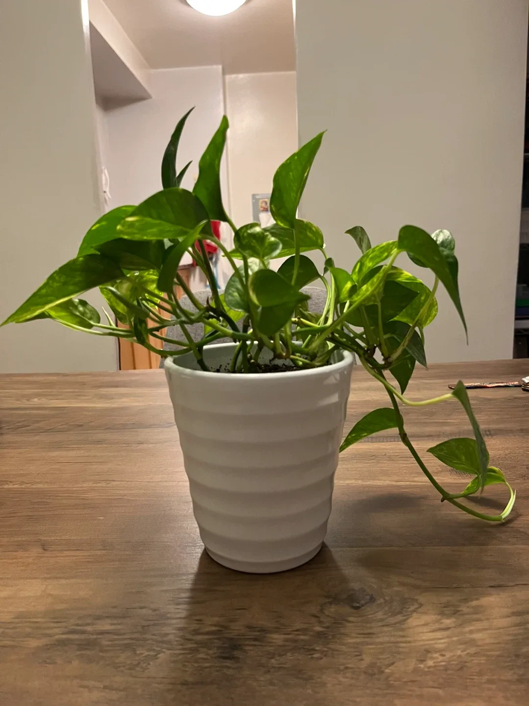 Potted Golden Pothos Plant thumbnail
