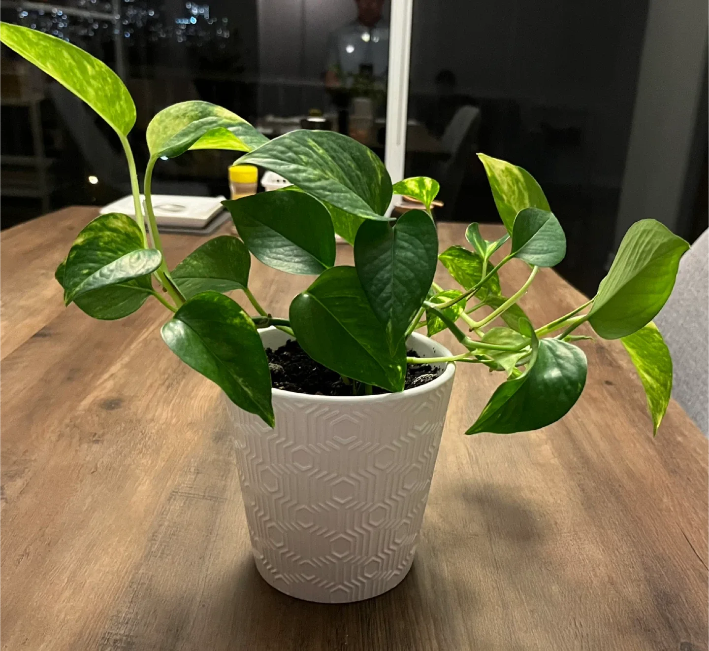 Pothos Plant in White Pot thumbnail