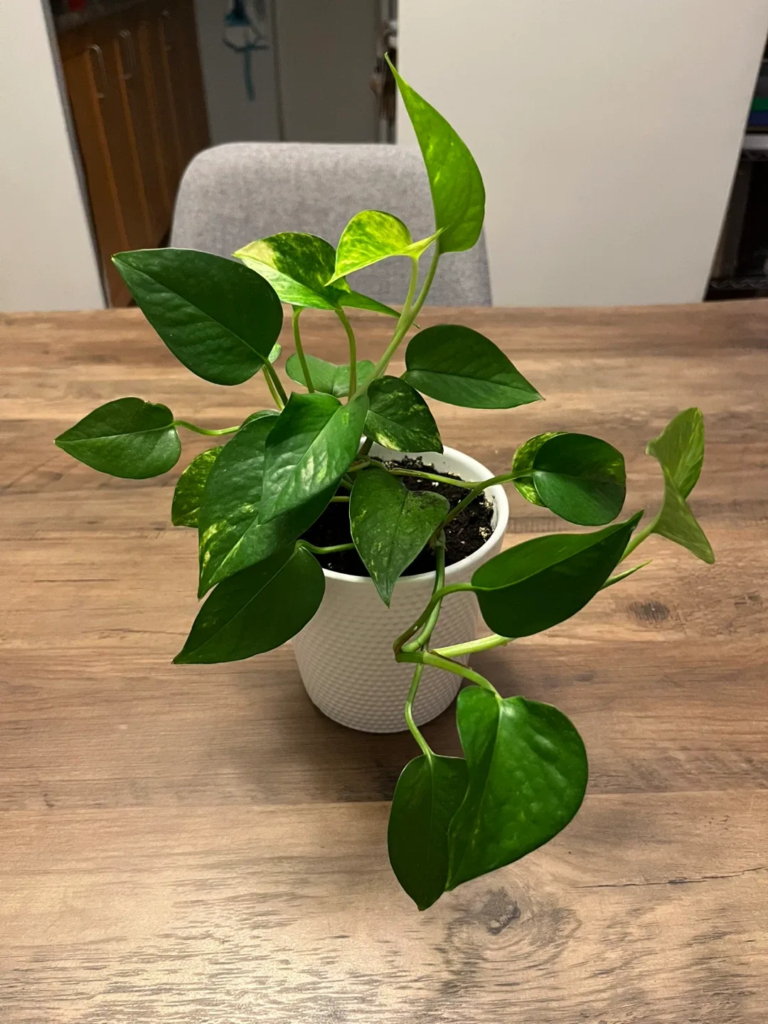 Pothos Plant in White Pot thumbnail