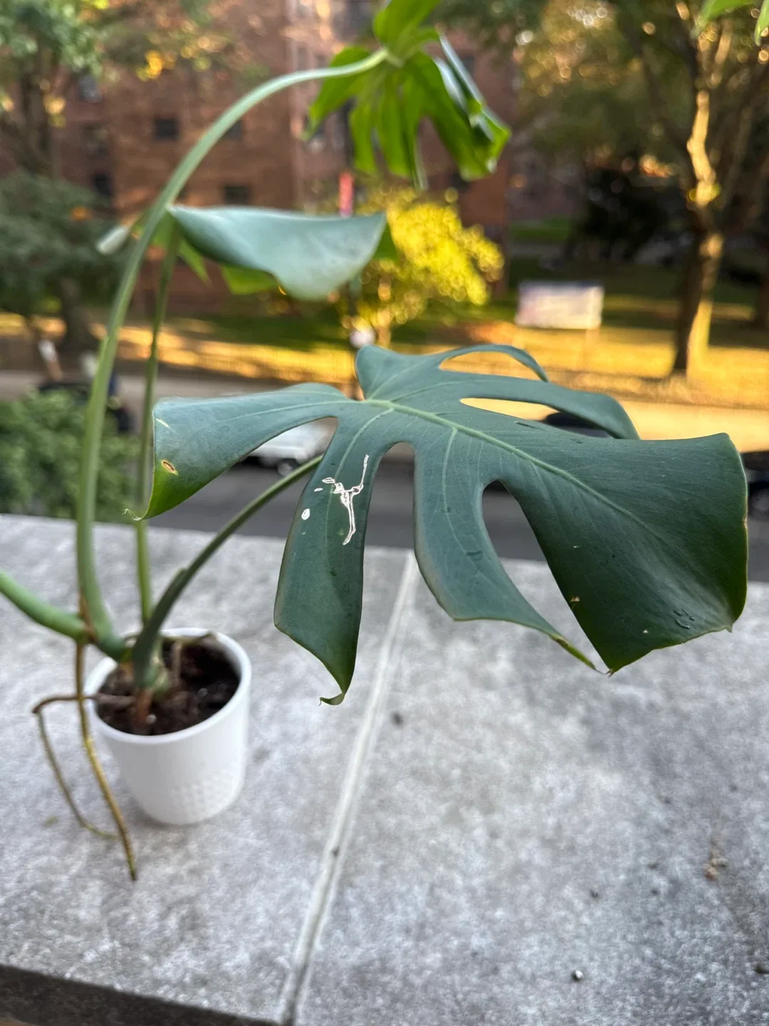 Monstera Plant image indicator(3)