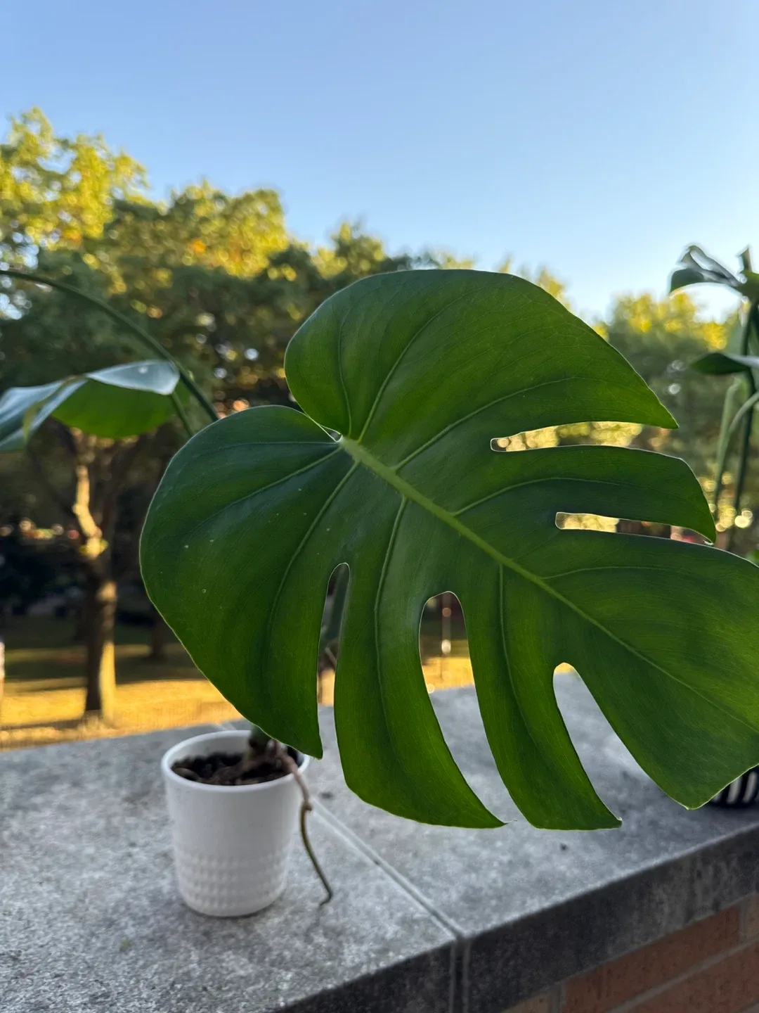Monstera Plant image indicator(2)