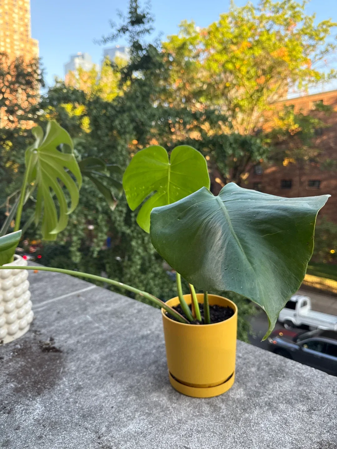 Monstera Plant in 6” Yellow Pot image indicator(2)