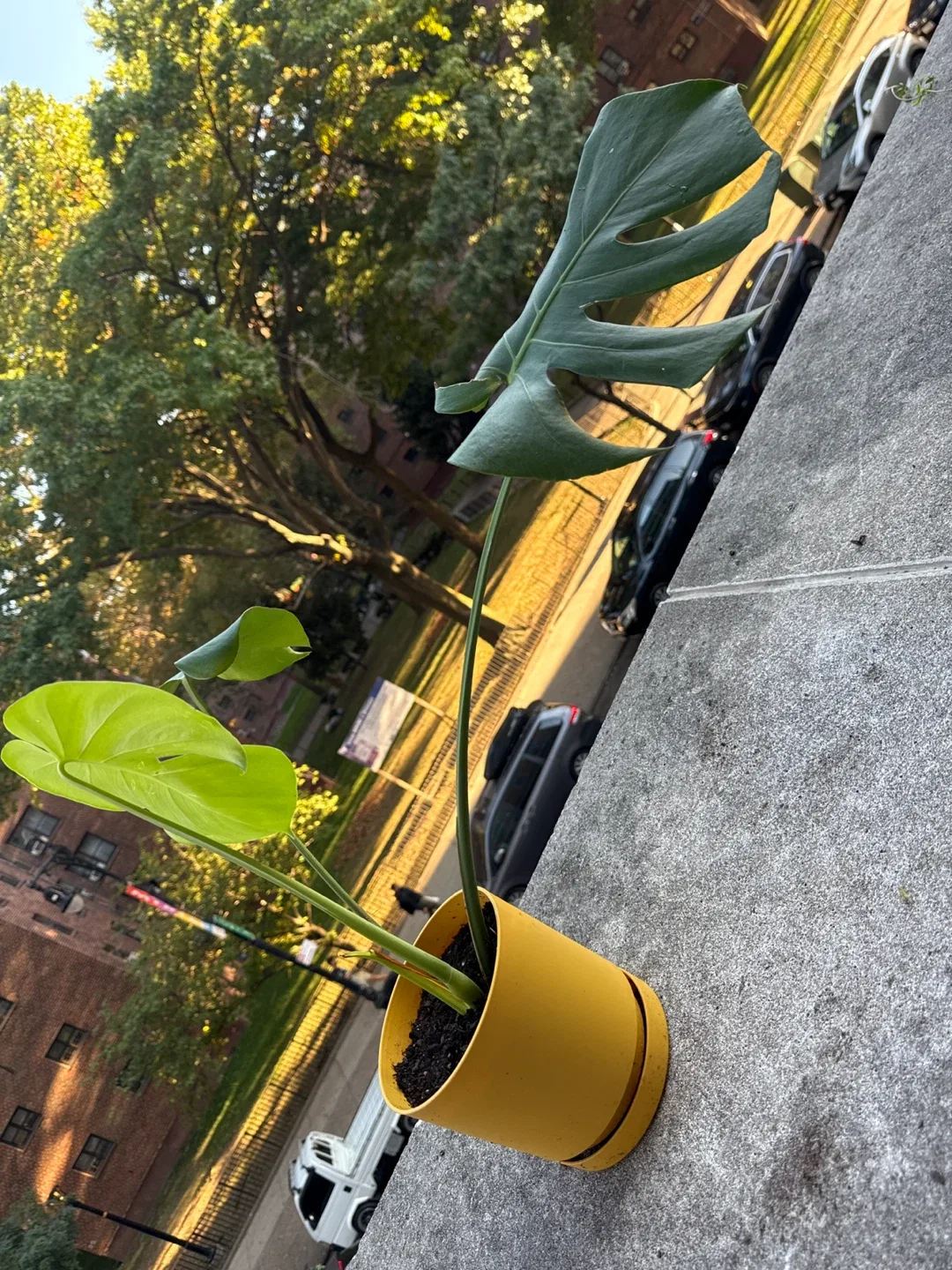 Monstera Plant in 6” Yellow Pot image indicator(3)