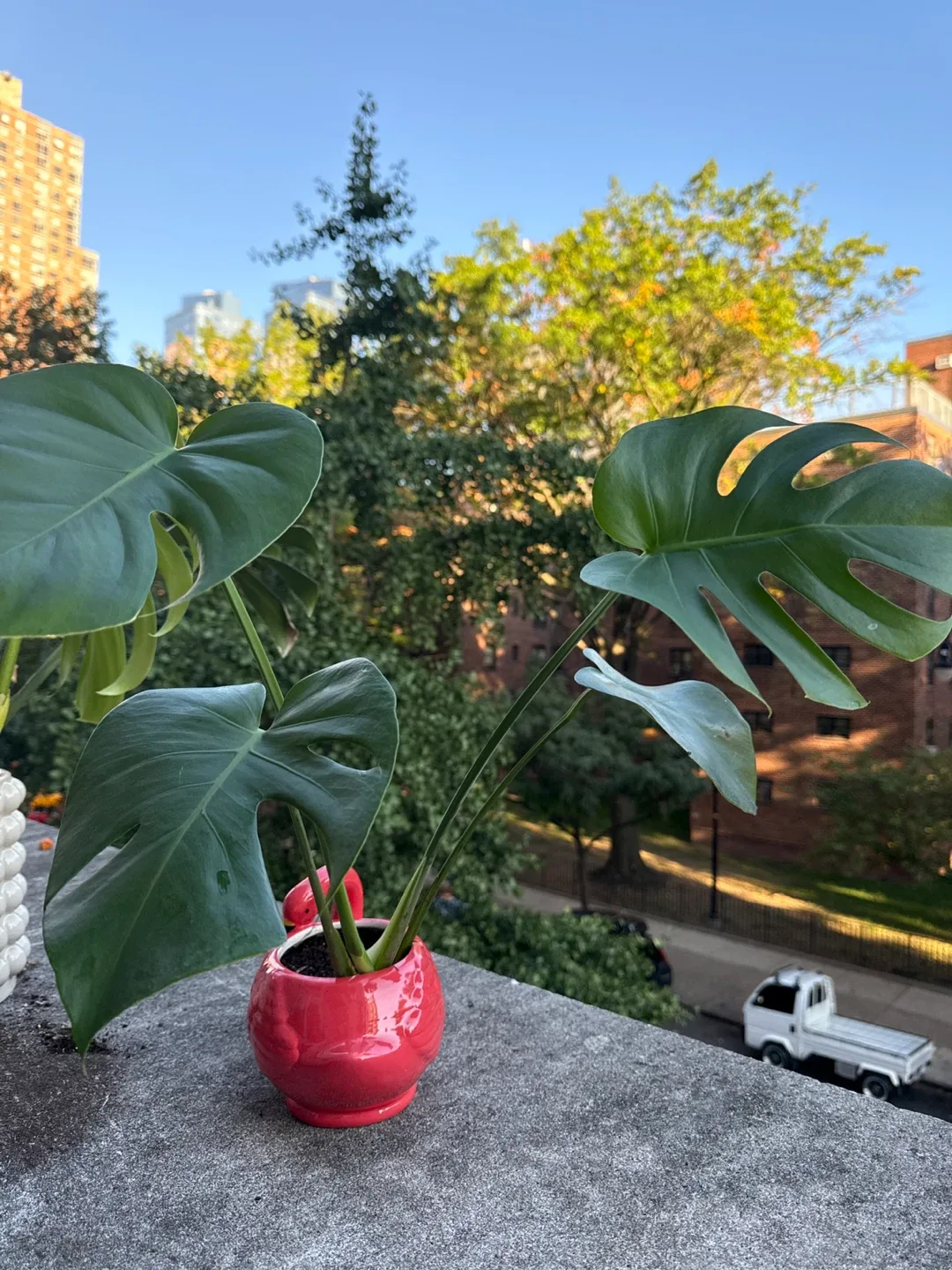 Monstera in Flamingo Pot image indicator(2)