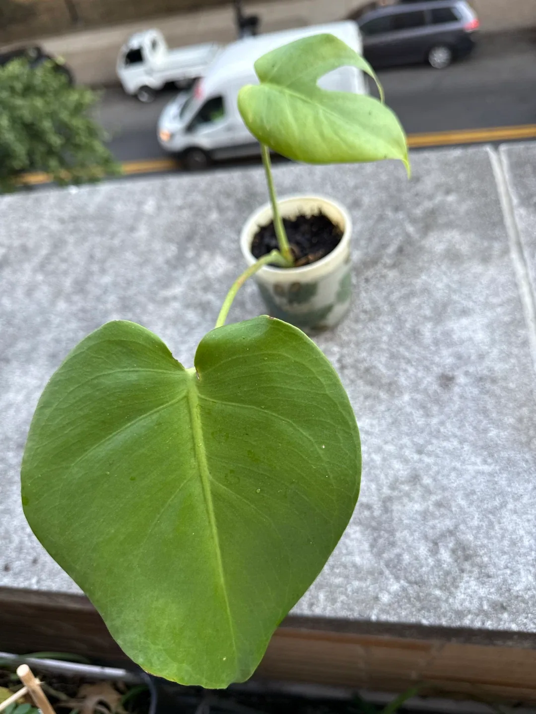 Monstera Plant image indicator(3)