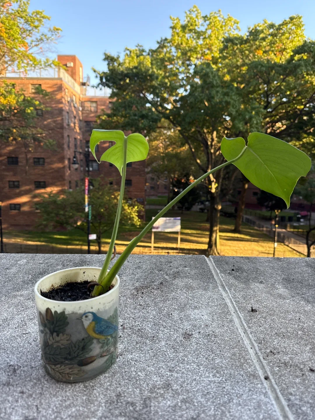 Monstera Plant image indicator(2)