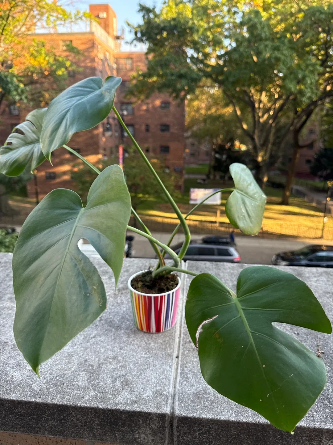 Monstera Plant image indicator(2)