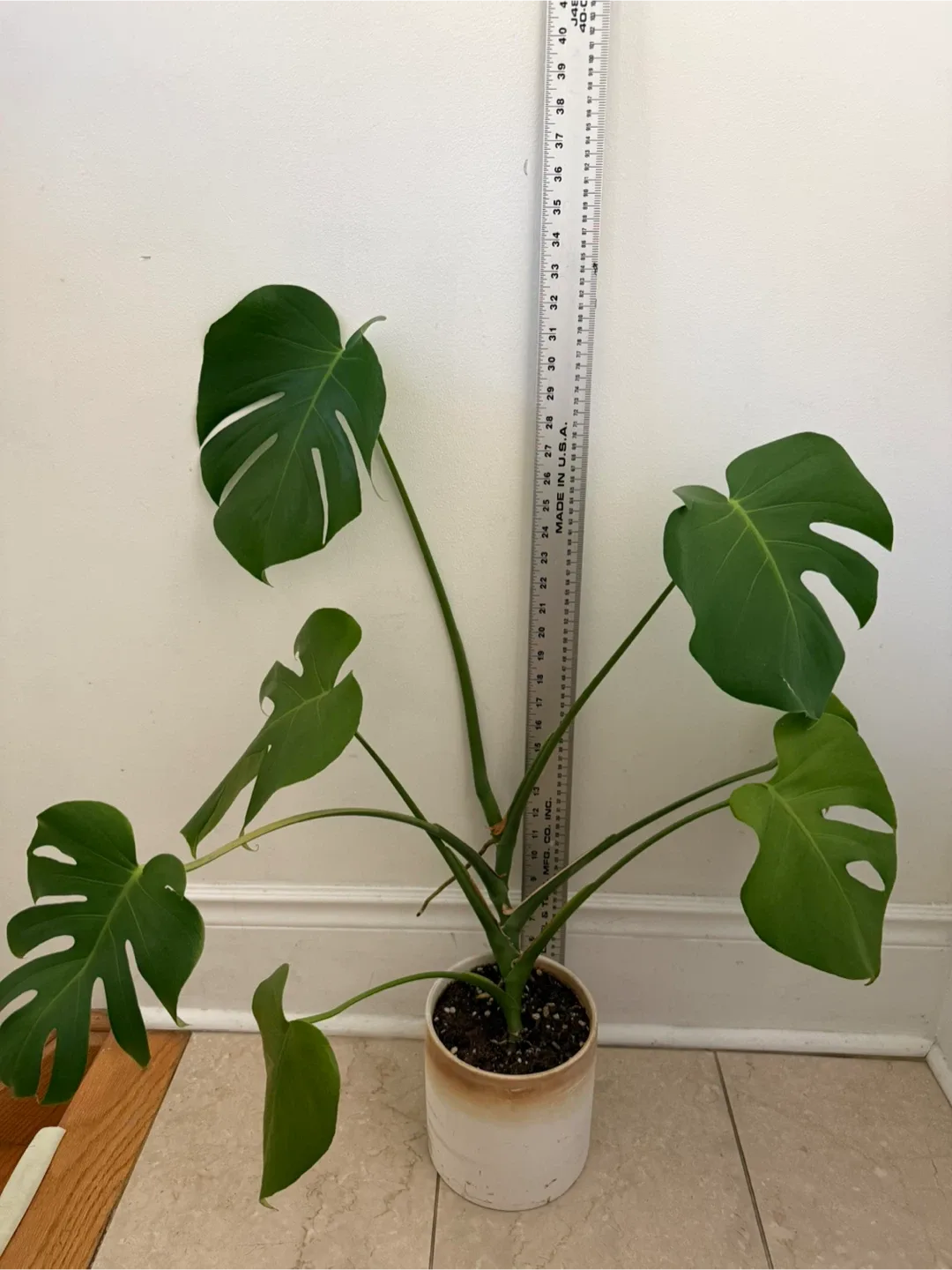 Monstera Plant thumbnail
