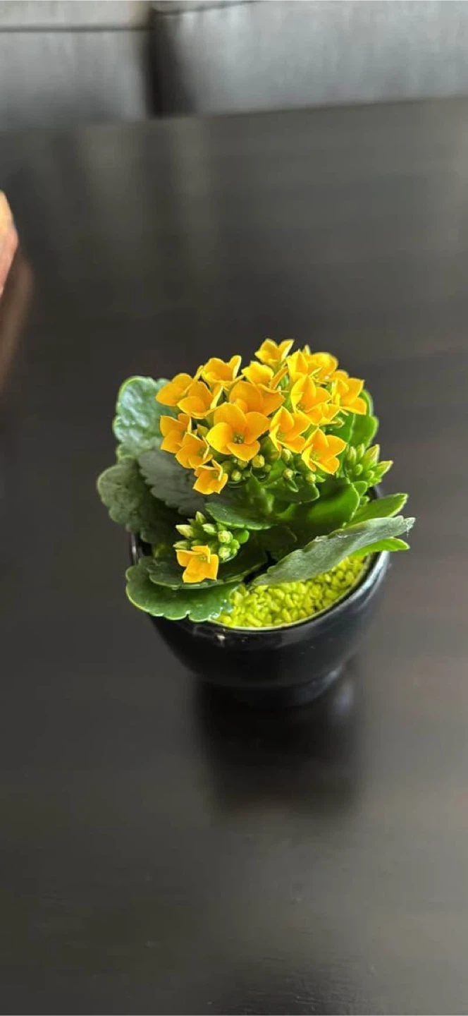 Skull Planter with Yellow Kalanchoe - photo 3