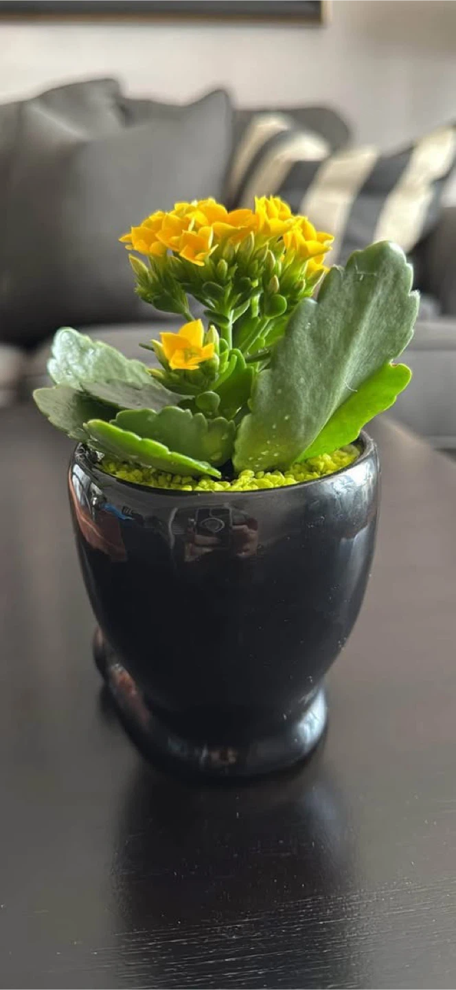 Skull Planter with Yellow Kalanchoe - photo 2