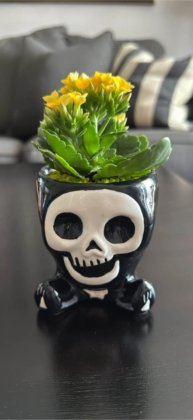 Skull Planter with Yellow Kalanchoe