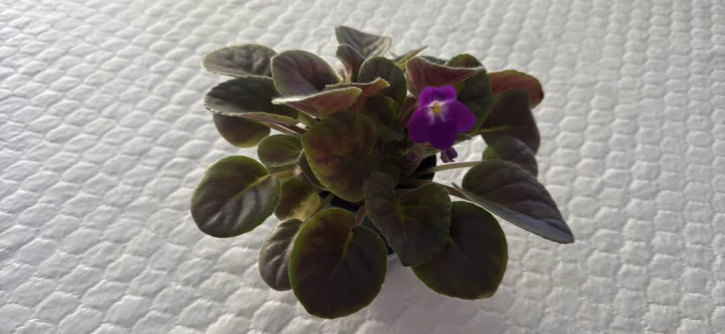 African Violet Plant