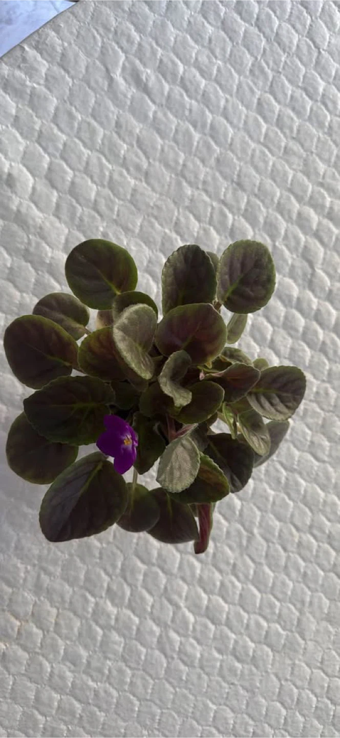 African Violet Plant - photo 2