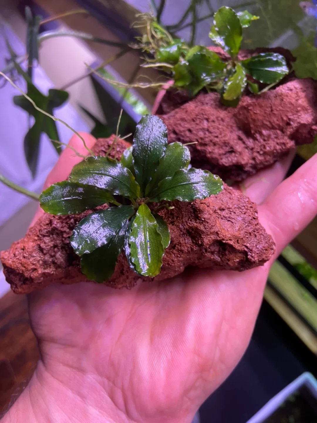 Bucephelandra green wavy on lava rock image indicator(2)