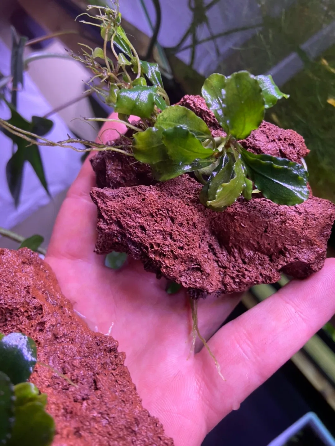 Bucephelandra green wavy on lava rock image indicator(3)