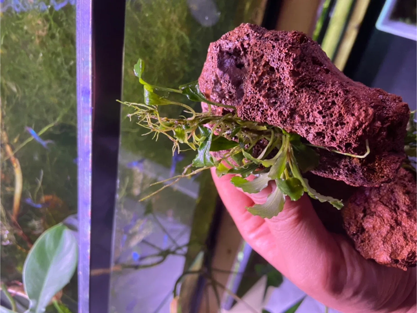 Bucephelandra green wavy on lava rock image indicator(6)