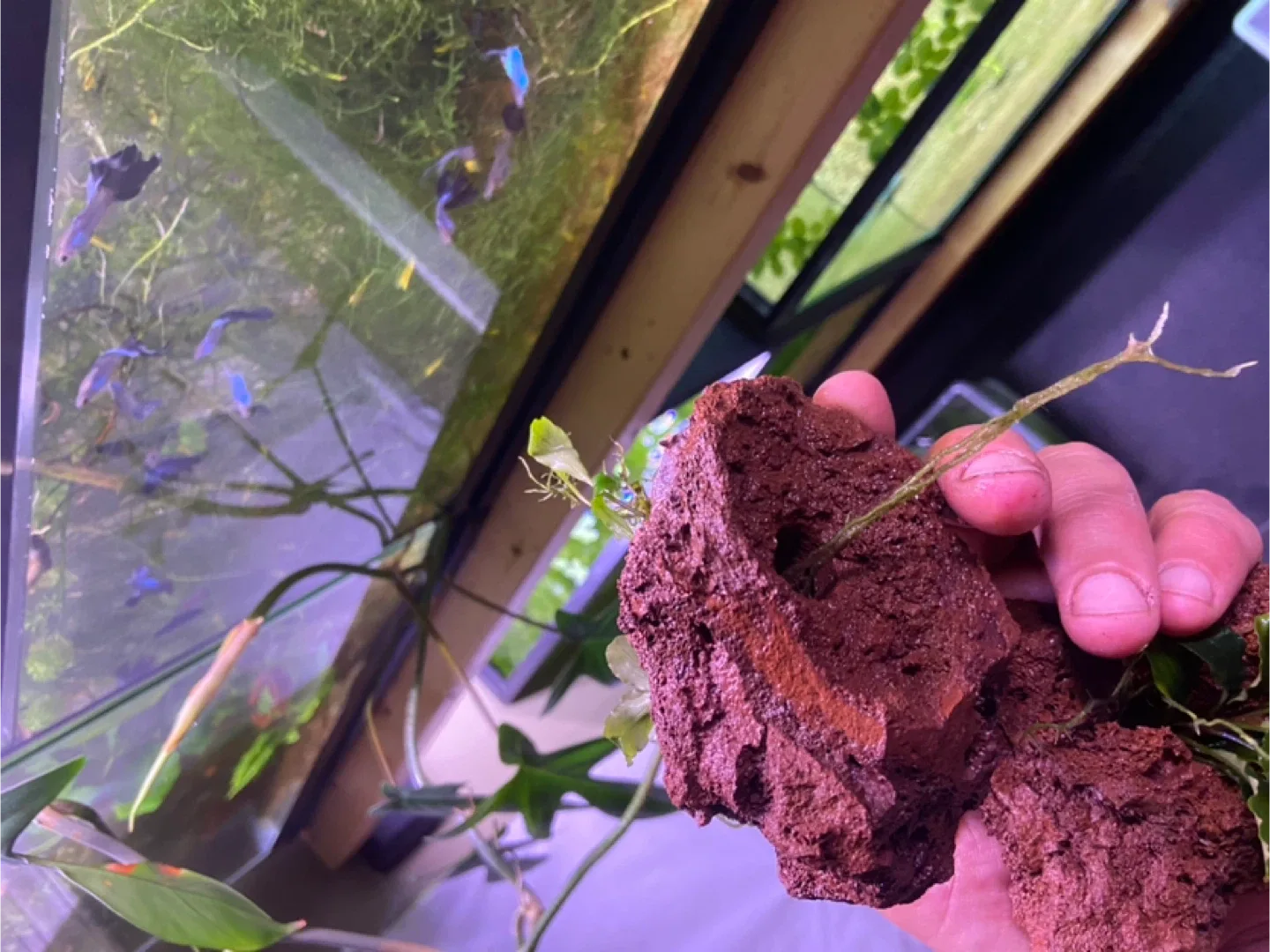 Bucephelandra green wavy on lava rock image indicator(5)