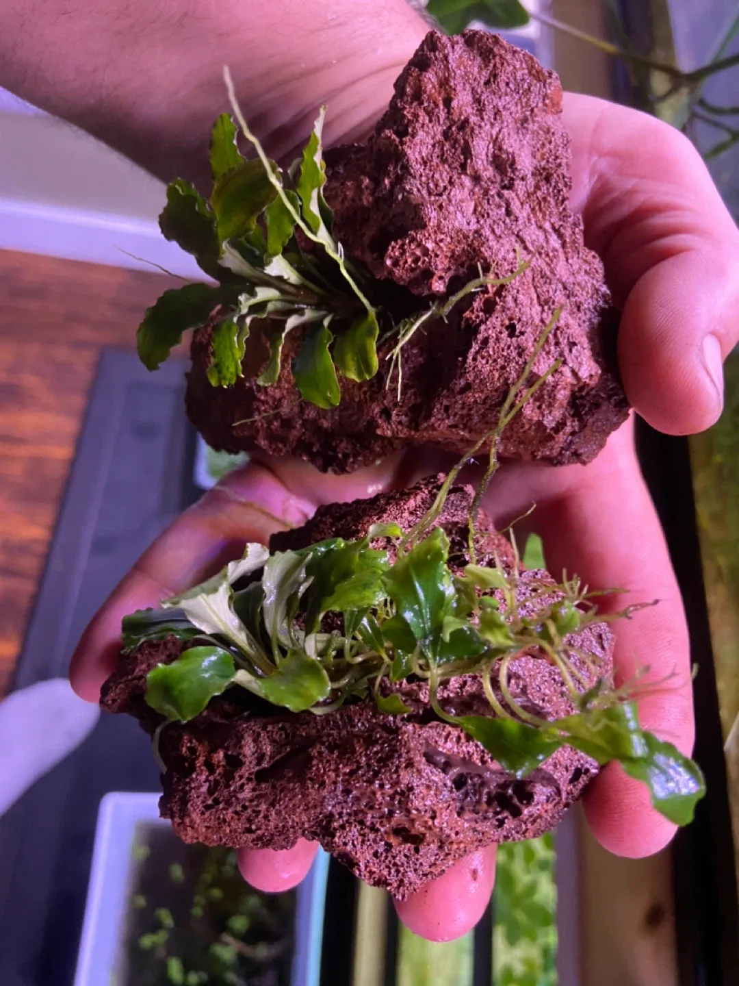 Bucephelandra green wavy on lava rock image indicator(4)