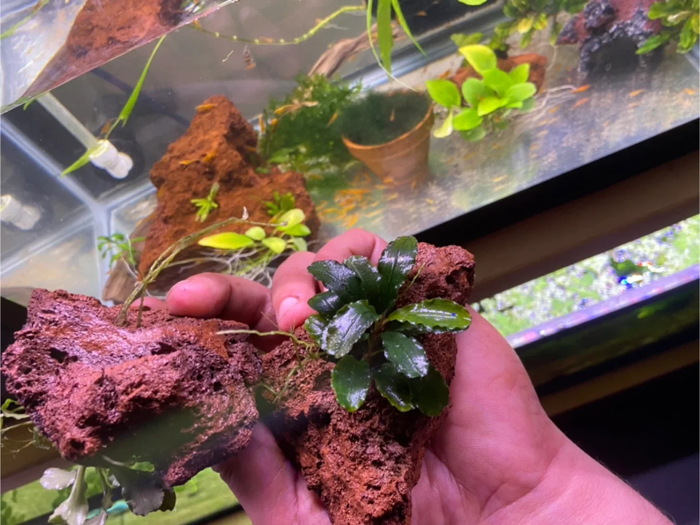 Bucephelandra green wavy on lava rock image indicator(7)