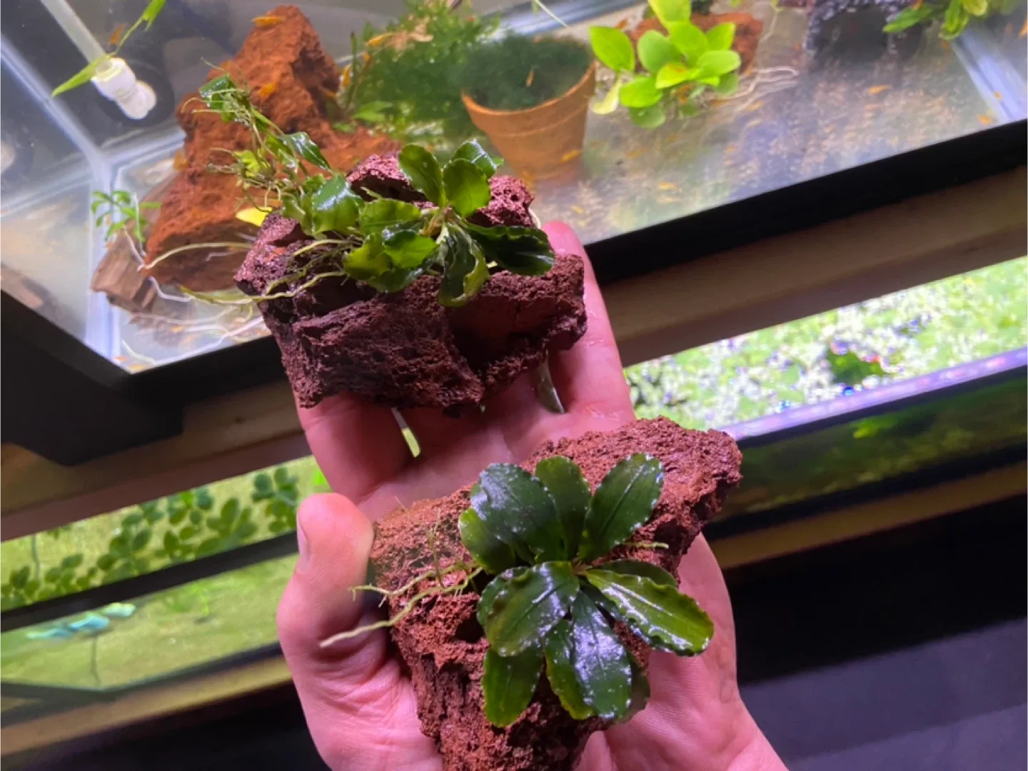 Bucephelandra green wavy on lava rock image indicator(8)