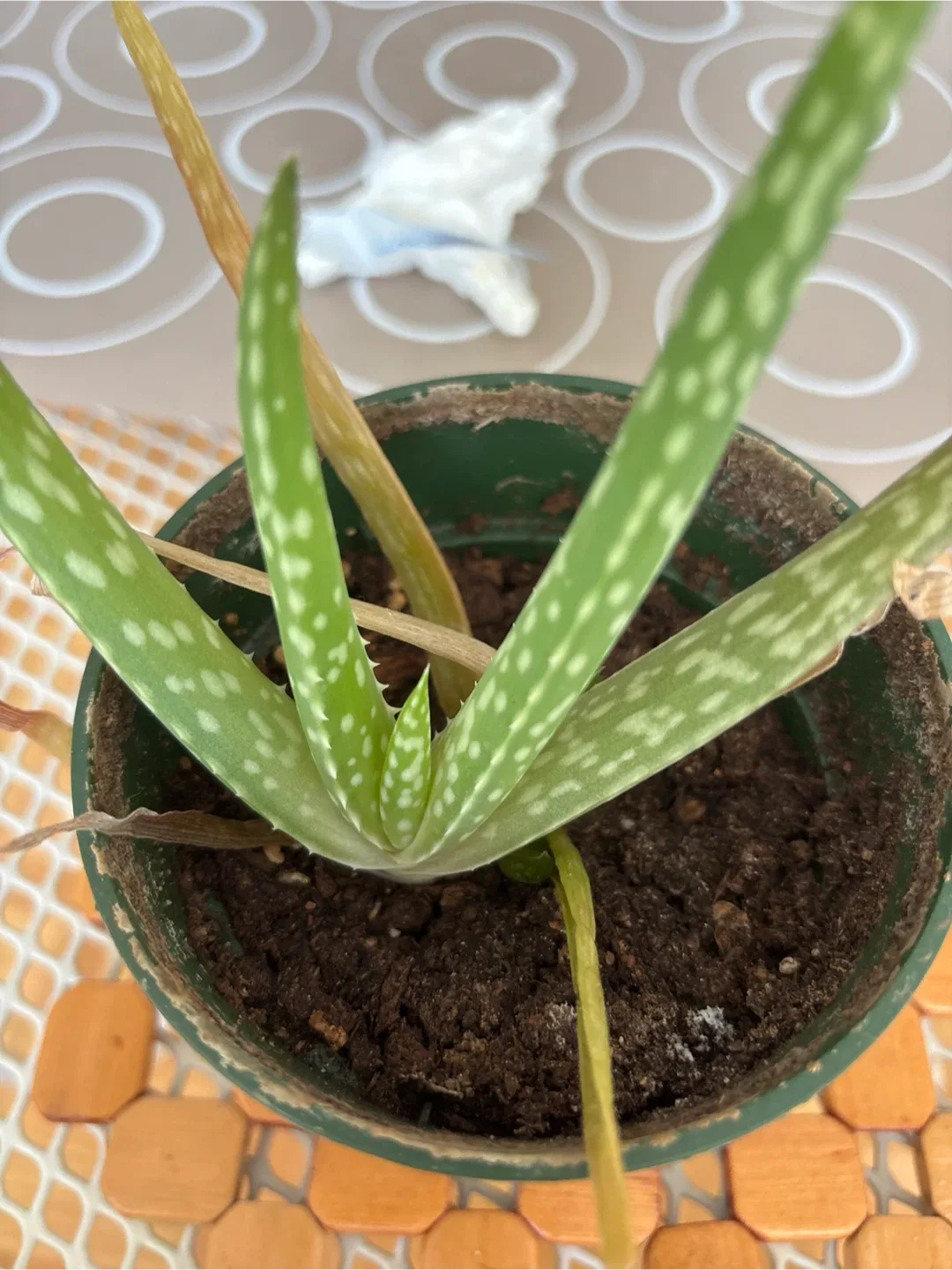 Potted Aloe Vera Plant 🧡 Free image indicator(2)
