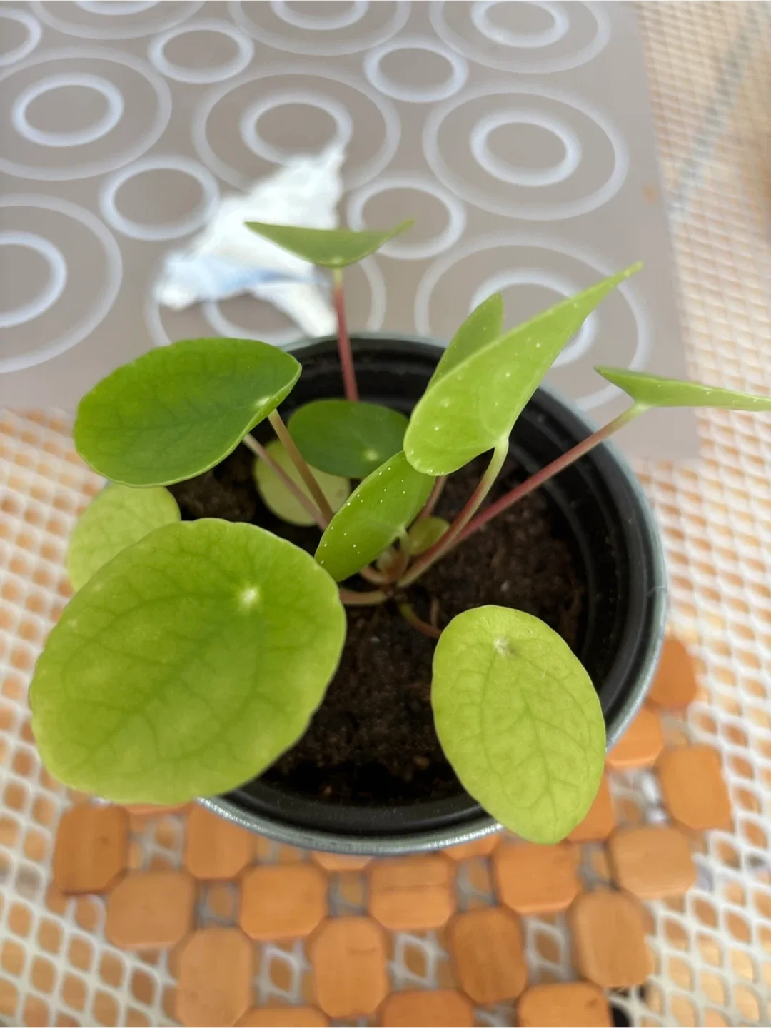 Pilea Plant in Metal Bucket 🧡 image indicator(2)