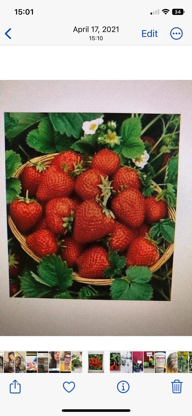 🍓Plant them now have them in spring to multiply image indicator(3)