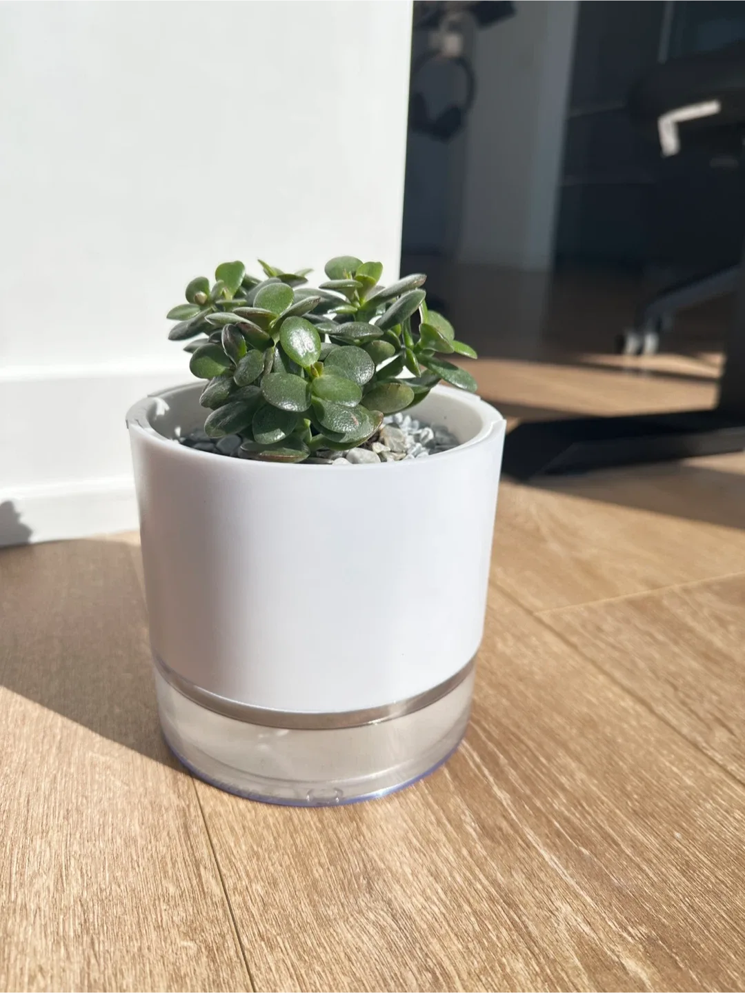 Succulent with self watering plant pot image indicator(2)