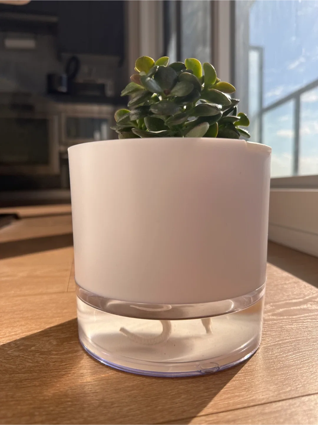 Succulent with self watering plant pot image indicator(3)