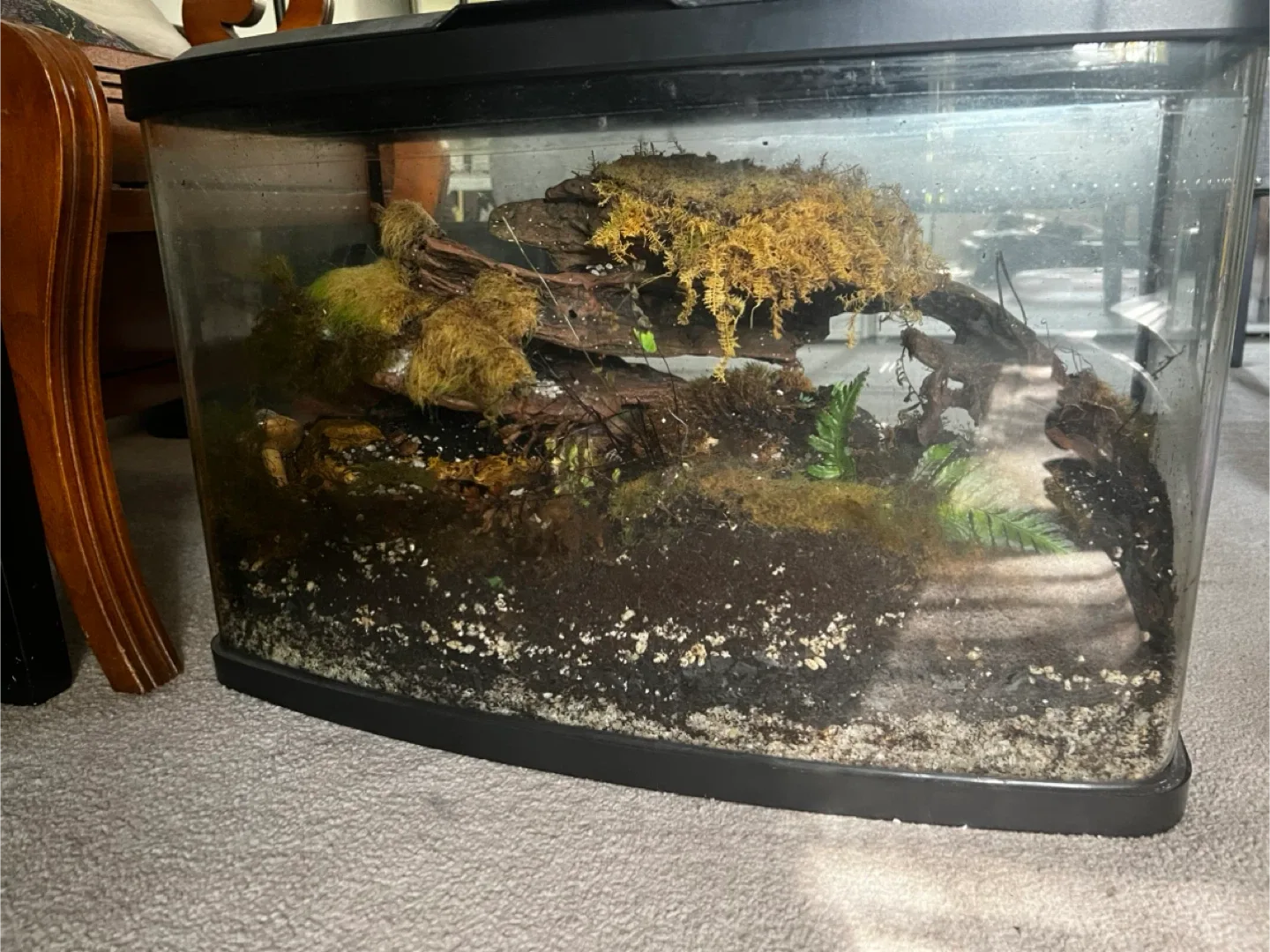 Woodland Terrarium that needs revival thumbnail